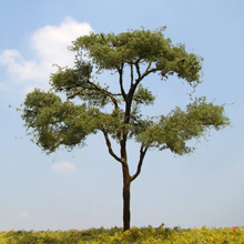 model trees